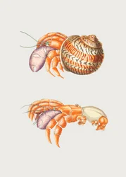 Krab diogenowski