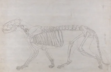 Anatomiczna ekspozycja porównawcza budowy ludzkiego ciała z ciałem tygrysa i zwykłego ptactwa: Szkielet tygrysa, widok z boku