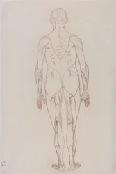 Anatomiczna ekspozycja porównawcza budowy ciała ludzkiego z ciałem tygrysa i ptactwa domowego: Postać ludzka, widok z tyłu (rysunek poglądowy dla rysunku kluczowego do tabeli XII)