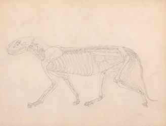 Anatomiczna ekspozycja porównawcza budowy ludzkiego ciała z ciałem tygrysa i zwykłego ptactwa: Ciało tygrysa, widok z boku