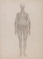Porównawcza anatomiczna ekspozycja struktury ludzkiego ciała z ciałem tygrysa i zwykłego ptactwa: Postać ludzka, widok z przodu (przeznaczony na płytę, która nigdy nie została opublikowana)