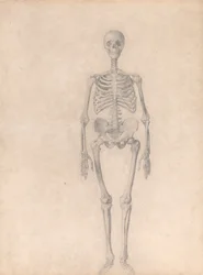 Anatomiczne porównanie budowy ludzkiego ciała z ciałem tygrysa i ptactwa domowego: Ludzki szkielet, widok z przodu (ukończone studium dla tabeli I)