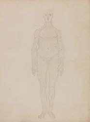 Anatomiczna ekspozycja porównawcza struktury ludzkiego ciała z ciałem tygrysa i zwykłego ptactwa: Study of the Human Figure, Anterior View (Prawdopodobnie powiązane z Tabelą XI)
