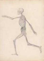 Anatomiczna ekspozycja porównawcza struktury ludzkiego ciała z ciałem tygrysa i zwykłego ptactwa: Human Figure, Lateral View (Ukończone studium do niepublikowanej tabeli, reprezentujące ostatni etap sekcji)