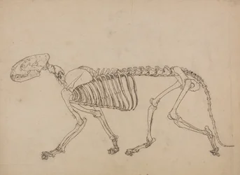 Anatomiczne porównanie budowy ludzkiego ciała z ciałem tygrysa i ptactwa domowego: Szkielet tygrysa, widok z boku (Studium dla rysunku kluczowego do Tabeli IV)