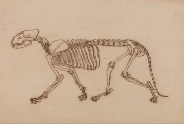 Anatomiczna ekspozycja porównawcza budowy ludzkiego ciała z ciałem tygrysa i zwykłego ptactwa: Szkielet tygrysa, widok z boku