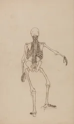 Anatomiczna ekspozycja porównawcza budowy ludzkiego ciała z ciałem tygrysa i ptactwa domowego: Ludzki szkielet, widok z tyłu