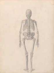 Anatomiczna ekspozycja porównawcza struktury ludzkiego ciała z ciałem tygrysa i zwykłego ptactwa: Ludzki szkielet, widok z tyłu (ukończone studium dla tabeli II)