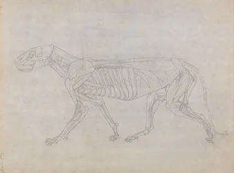 Anatomiczne porównanie budowy ludzkiego ciała z ciałem tygrysa i ptactwa domowego: Ciało tygrysa, widok z boku