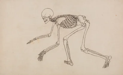 Anatomiczne porównanie budowy ludzkiego ciała z ciałem tygrysa i ptactwa domowego: Ludzki szkielet, widok z boku