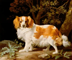 King Charles Spaniel w wątrobie i biały w leśnym krajobrazie