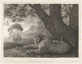 Tygrys (leopard leżący przy drzewie)