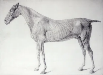 Schemat z „Anatomii konia” (grawerunek)