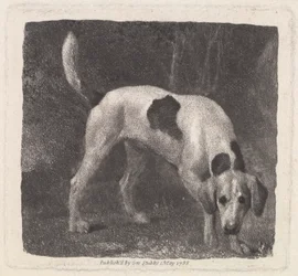 Grawerowany przez artystę Pies (Pachnący Foxhound), wyd. 1788