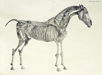 Piąta tabela anatomiczna z „Anatomii konia”