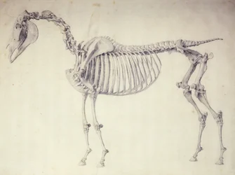 Piąta tabela anatomiczna z „Anatomii konia”
