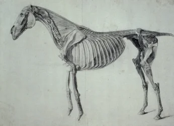 Studium ukończone do V Tabeli Anatomicznej Konia (grafit na papierze)