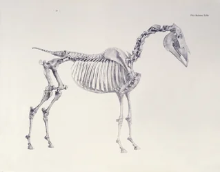 Pierwszy stół szkieletowy z „Anatomii konia”