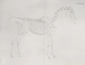 Pierwszy stół szkieletowy z „Anatomii konia”
