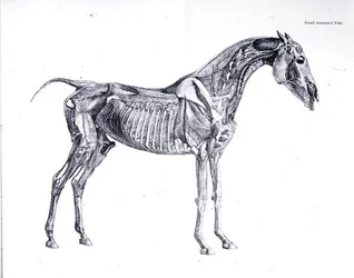Czwarta tabela anatomiczna z „Anatomii konia” (rycina)
