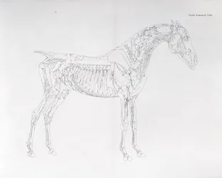 Czwarta tabela anatomiczna z „Anatomii konia”