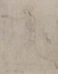 Esqueleto Humano, Verniz Lateral