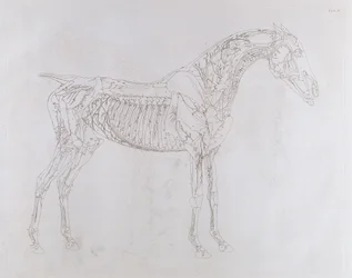 Ilustracja z „Anatomii konia, zawierająca szczegółowy opis kości, chrząstek, mięśni...w osiemnastu tablicach”, wydrukowana przez J. Purser, 1766