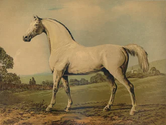 Mambrino. Wyhodowany przez Lorda Grosvenora, ok. 1770, ok. 1879.