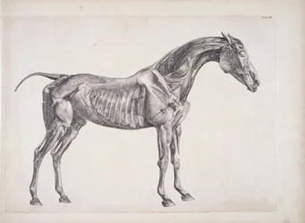Tablica z Anatomii konia, ok. 1766 r.