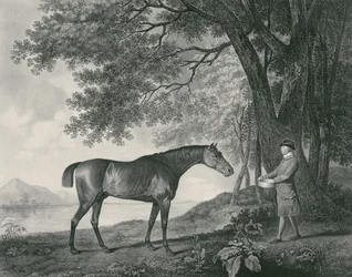 Rekin, ryty przez George Townley Stubbs (1756-1815) wyd. 1794 (akwaforta)