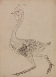 Studium ptaka, widok boczny, z porównawczej ekspozycji anatomicznej budowy ciała ludzkiego z ciałem tygrysa i drobiu zwyczajnego, 1795-1806 (pióro i atrament na graficie i czerwonej kredzie na str.