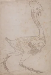 Studium ptactwa domowego, widok z boku, z wystawy Anatomia porównawcza budowy ciała ludzkiego z budową ciała tygrysa i ptactwa domowego, 1795-1806 (grafit i czerwona kreda na papierze)
