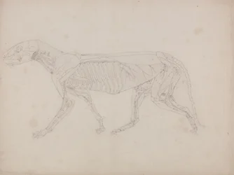 Studium tygrysa, widok boczny, z porównawczej ekspozycji anatomicznej budowy ciała ludzkiego z ciałem tygrysa i drobiu zwyczajnego, c.1795-1806 (grafit na papierze na naboje)