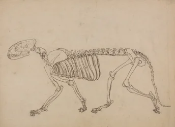 Studium tygrysa, widok boczny, z porównania anatomicznej ekspozycji budowy ciała ludzkiego z ciałem tygrysa i drobiu zwyczajnego, 1795-1806 (pióro i atrament oraz grafit na cienkim papierze tkanym