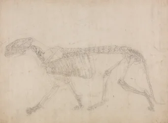 Studium tygrysa, widok boczny, z porównawczej ekspozycji anatomicznej budowy ciała ludzkiego z ciałem tygrysa i ptaka zwyczajnego, 1795-1806 (grafit na grubym papierze tkanym)