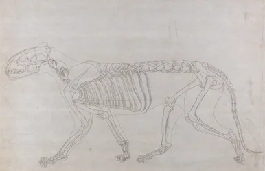 Studium tygrysa, widok boczny, z porównawczej ekspozycji anatomicznej budowy ciała ludzkiego z ciałem tygrysa i drobiu zwyczajnego, 1795-1806 (grafit na cienkim papierze tkanym)