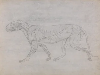 Studium tygrysa, widok boczny, z porównawczej ekspozycji anatomicznej budowy ciała ludzkiego z ciałem tygrysa i drobiu zwyczajnego, 1795-1806 (grafit na cienkim papierze tkanym)