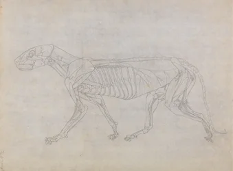 Studium tygrysa, widok boczny, z porównawczej ekspozycji anatomicznej budowy ciała ludzkiego z ciałem tygrysa i drobiu zwyczajnego, 1795-1806 (grafit na cienkim papierze tkanym)