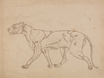 Studium tygrysa, widok boczny, z porównawczej ekspozycji anatomicznej budowy ciała ludzkiego z ciałem tygrysa i ptaka zwyczajnego, 1795-1806 (grafit na grubym papierze tkanym)
