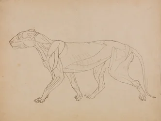 Studium tygrysa, widok boczny, z porównania anatomicznej ekspozycji budowy ciała ludzkiego z ciałem tygrysa i drobiu zwyczajnego, 1795-1806 (pióro i atrament na graficie i kreda na tkaninie