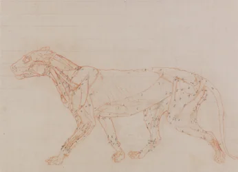 Studium tygrysa, widok boczny, z porównawczej ekspozycji anatomicznej budowy ciała ludzkiego z ciałem tygrysa i drobiu zwyczajnego, 1795-1806 (czerwona kreda i grafit na papierze tkanym)