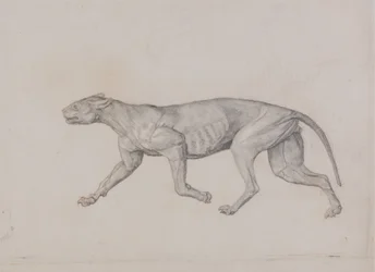 Studium tygrysa, widok boczny, z porównawczej ekspozycji anatomicznej budowy ciała ludzkiego z ciałem tygrysa i drobiu zwyczajnego, 1795-1806 (grafit z czerwoną kredą na cienkim tkanym papierze