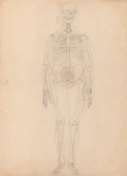 Studium postaci ludzkiej, widok z przodu, diagram klucza do tabeli I, z porównawczej ekspozycji anatomicznej budowy ciała ludzkiego z ciałem tygrysa i drobiu zwyczajnego, c.1795-1806 (g