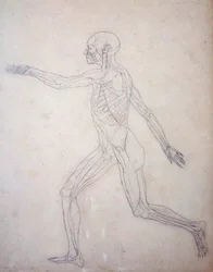 Studium postaci ludzkiej, widok boczny, z porównawczej ekspozycji anatomicznej budowy ciała ludzkiego z ciałem tygrysa i drobiu zwyczajnego, c.1795-1806 (grafit na papierze na naboje)