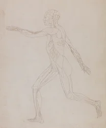 Studium postaci ludzkiej, widok boczny, z porównawczej ekspozycji anatomicznej budowy ciała ludzkiego z ciałem tygrysa i drobiu zwyczajnego, c.1795-1806 (grafit na papierze)