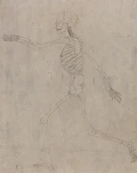 Studium postaci ludzkiej, widok boczny, z porównawczej ekspozycji anatomicznej budowy ciała ludzkiego z ciałem tygrysa i drobiu zwyczajnego, 1795-1806 (grafit z tuszem na grubym splocie