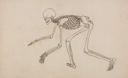 Studium postaci ludzkiej, widok boczny, z porównawczej ekspozycji anatomicznej struktury ciała ludzkiego z ciałem tygrysa i drobiu zwyczajnego, 1795-1806 (pióro i atrament na graficie na wow