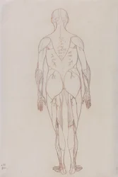 Studium figury ludzkiej, widok z tyłu, z Anatomicznej ekspozycji porównawczej budowy ciała ludzkiego z tygrysem i ptactwem pospolitym, ok. 1795-1806 (czerwona kreda na papierze nabojowym)
