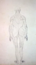 Studium postaci ludzkiej, widok z tyłu, z porównawczej ekspozycji anatomicznej budowy ciała ludzkiego z ciałem tygrysa i drobiu zwyczajnego, c.1795-1806 (grafit na papierze na naboje)