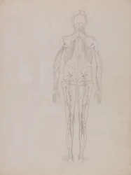 Studium postaci ludzkiej, widok z tyłu, z porównawczej ekspozycji anatomicznej budowy ciała ludzkiego z ciałem tygrysa i drobiu zwyczajnego, c.1795-1806 (grafit na papierze na naboje)